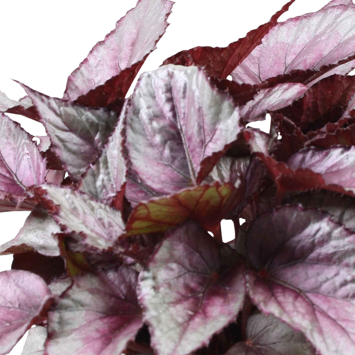 Bladbegonia 'Maori Haze' - Begonia beleaf maori haze - Bakker