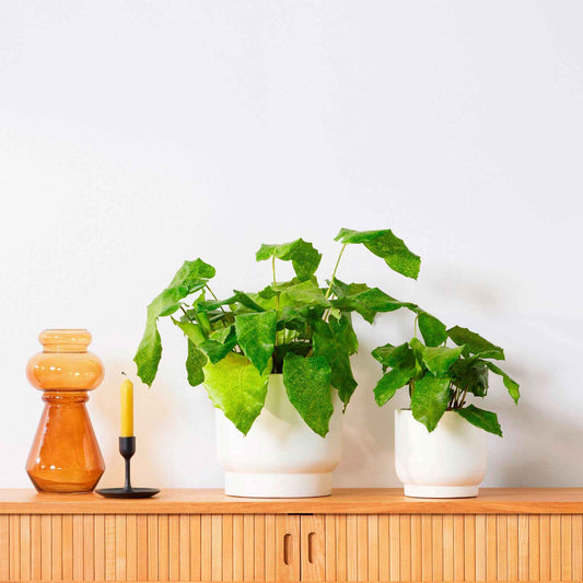 Pauwenplant 'Network' - Bakker