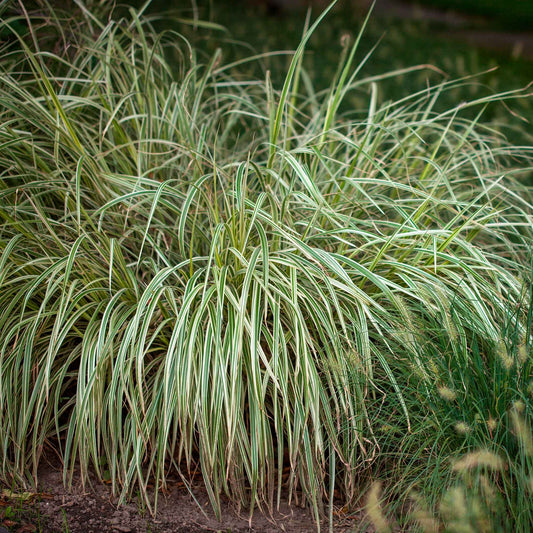 Carex 'Variegata' - Bakker