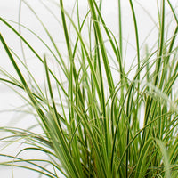 Carex 'Variegata' - Carex morrowii variegata - Siergrassen