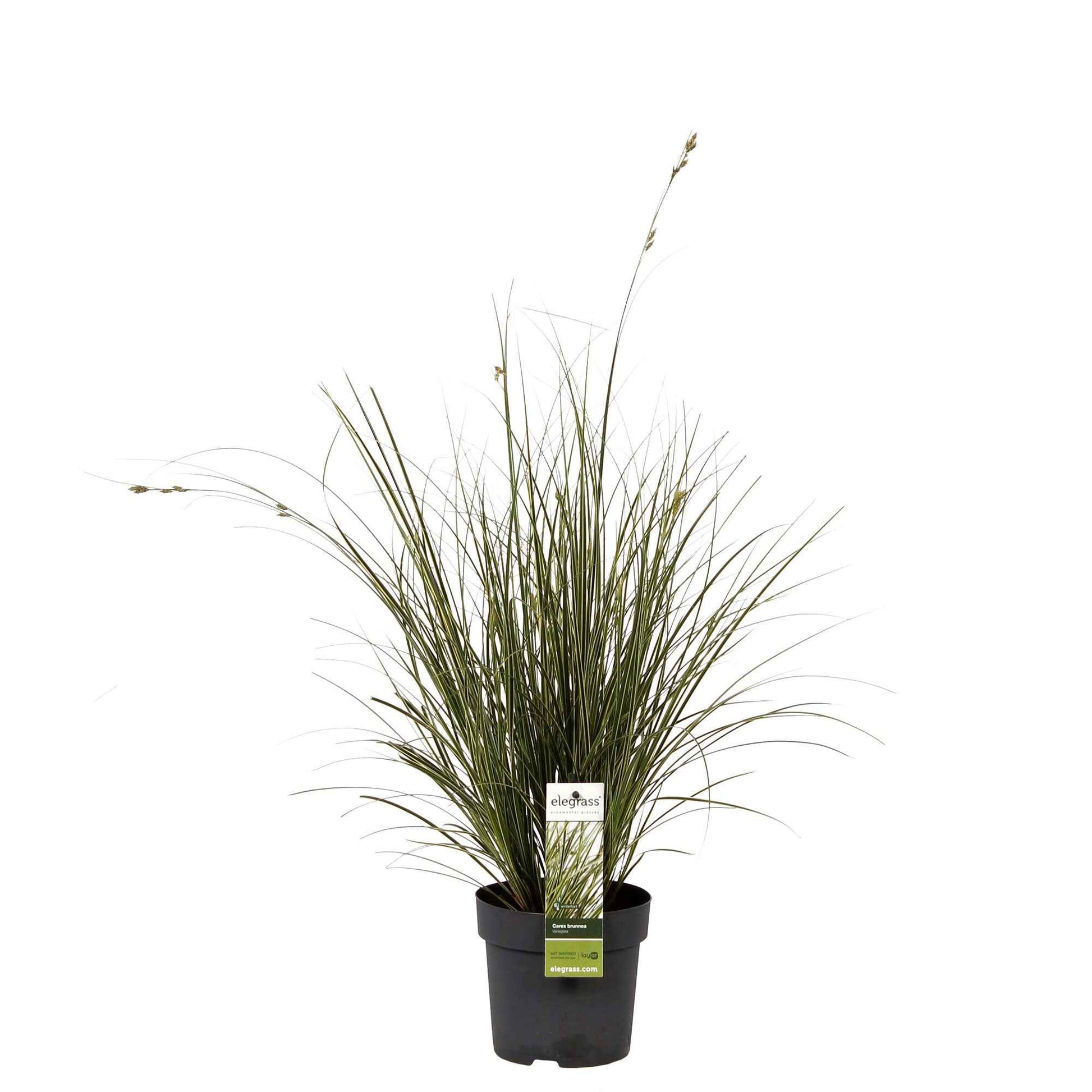 Carex 'Variegata' - Carex morrowii variegata - Zegge - Carex