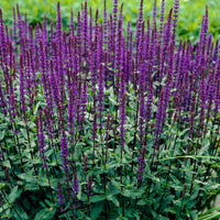 Bossalie 'Caradonna' - Salvia nemorosa caradonna - Heesters en vaste planten