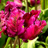 Tulp 'Negrita Parrot' (x10)