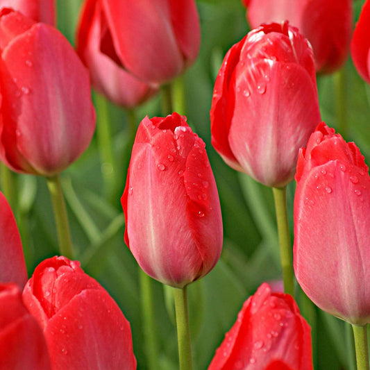 Tulp 'Van Eijk' - Tulipa van eijk - Bloembollen