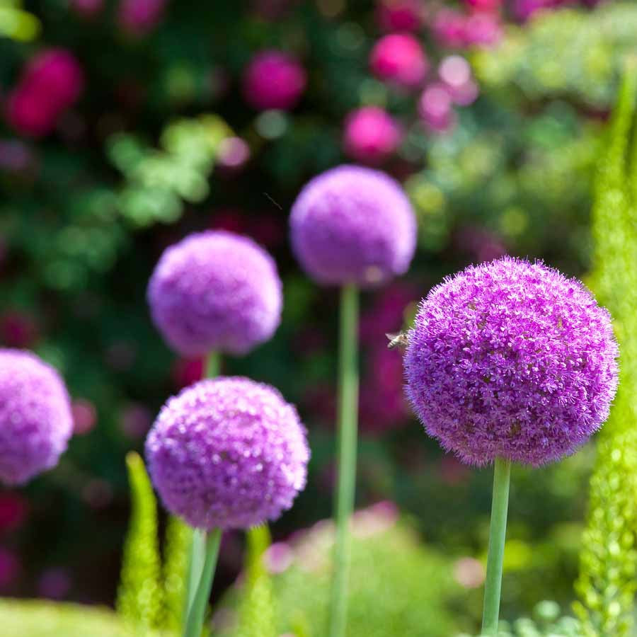 Allium - Sierui 'Globemaster' (x3) - Allium globemaster