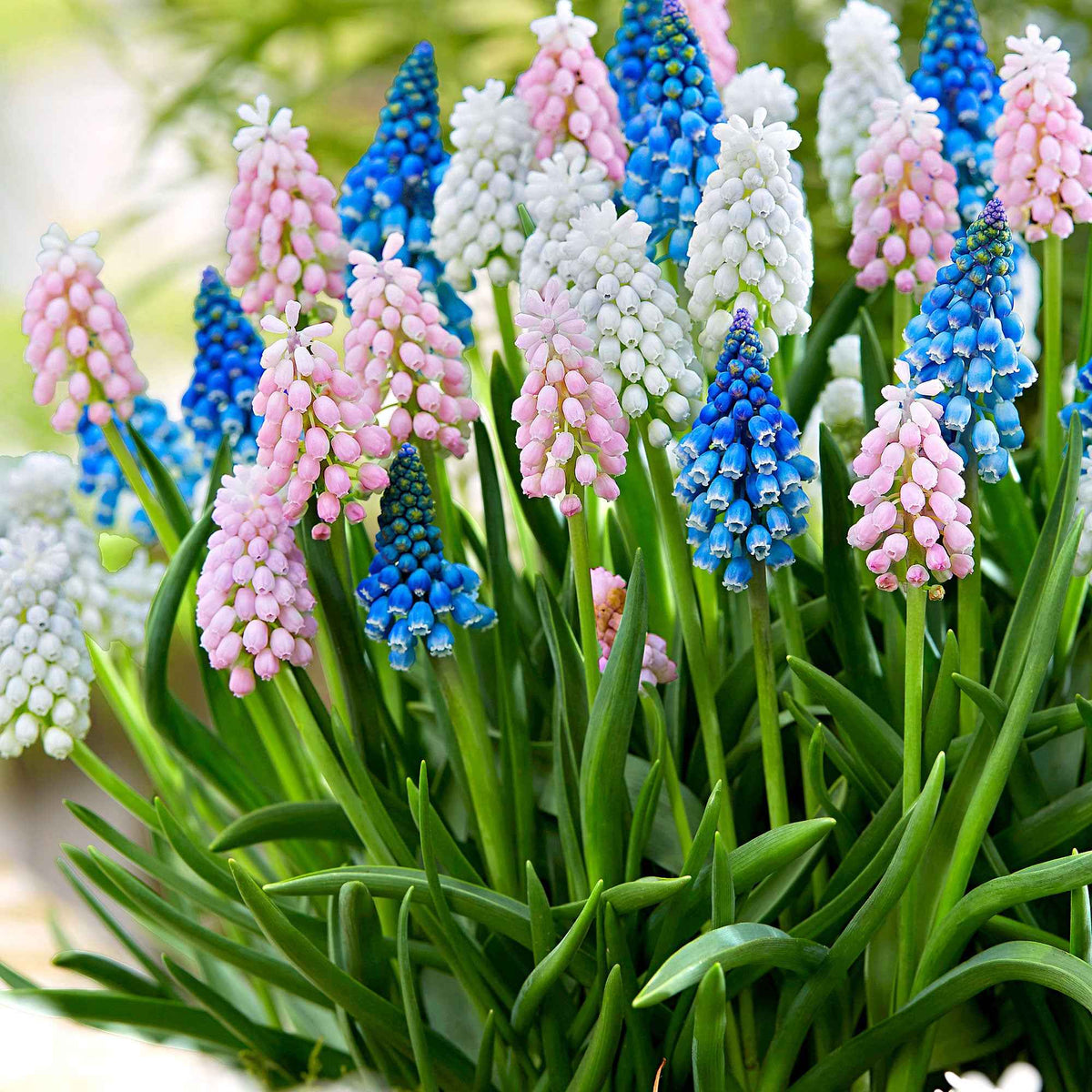 Blauwe druifjes Mix (x25) - Bakker