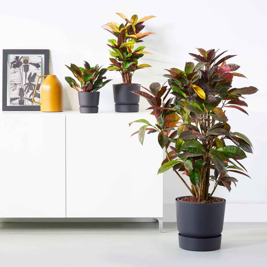 Bloempot Elho greenville zwart - Bakker