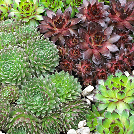 Huislook Mix (x6) - Sempervivum - Tuinplanten