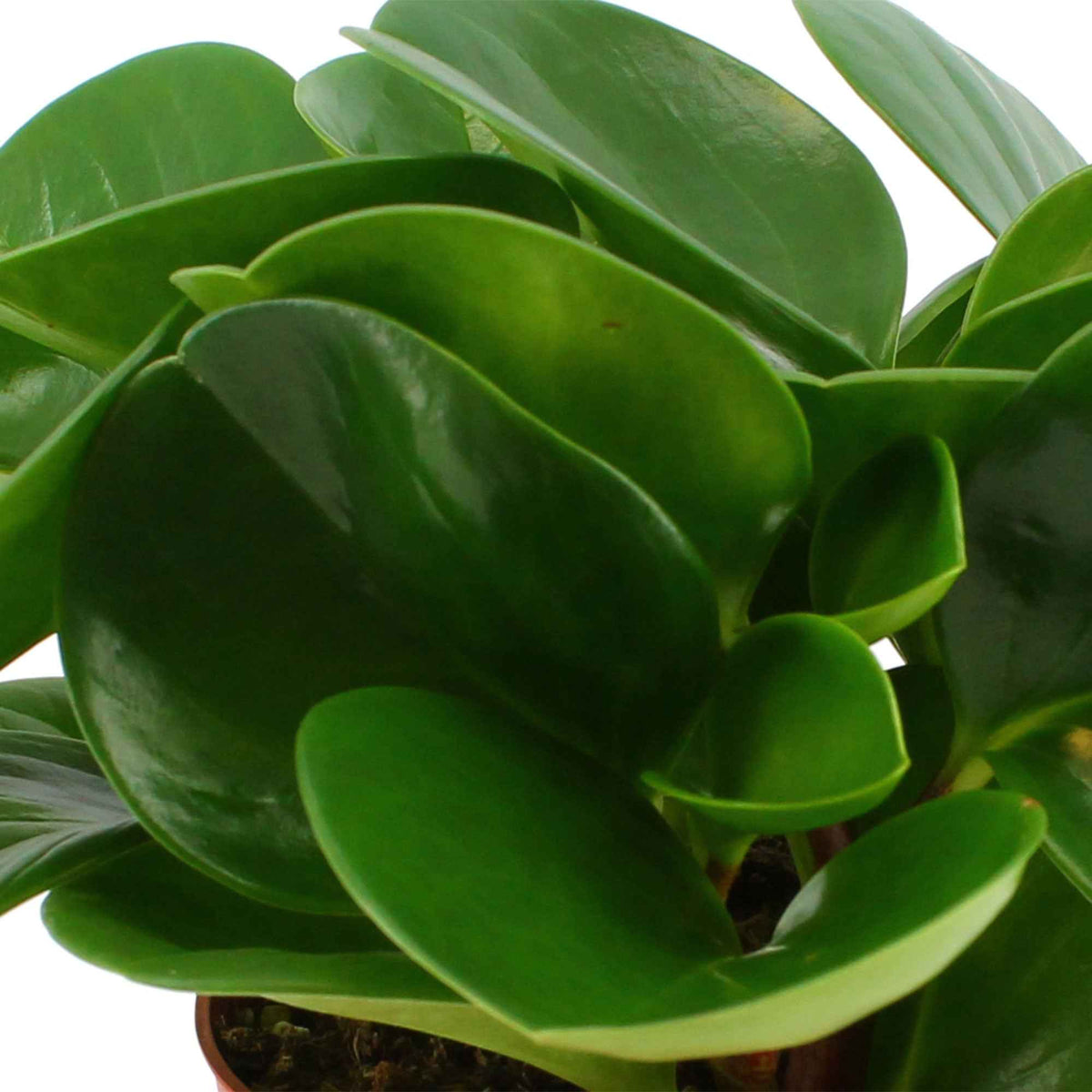 Krokodillentranen Peperomia obtusifolia - Peperomia obtusifolia - Bakker