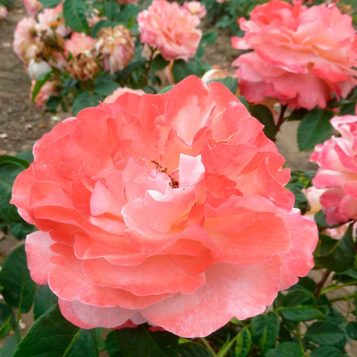 Verkoop Grootbloemige roos 'Augusta Louise'® - Rosa augusta louise