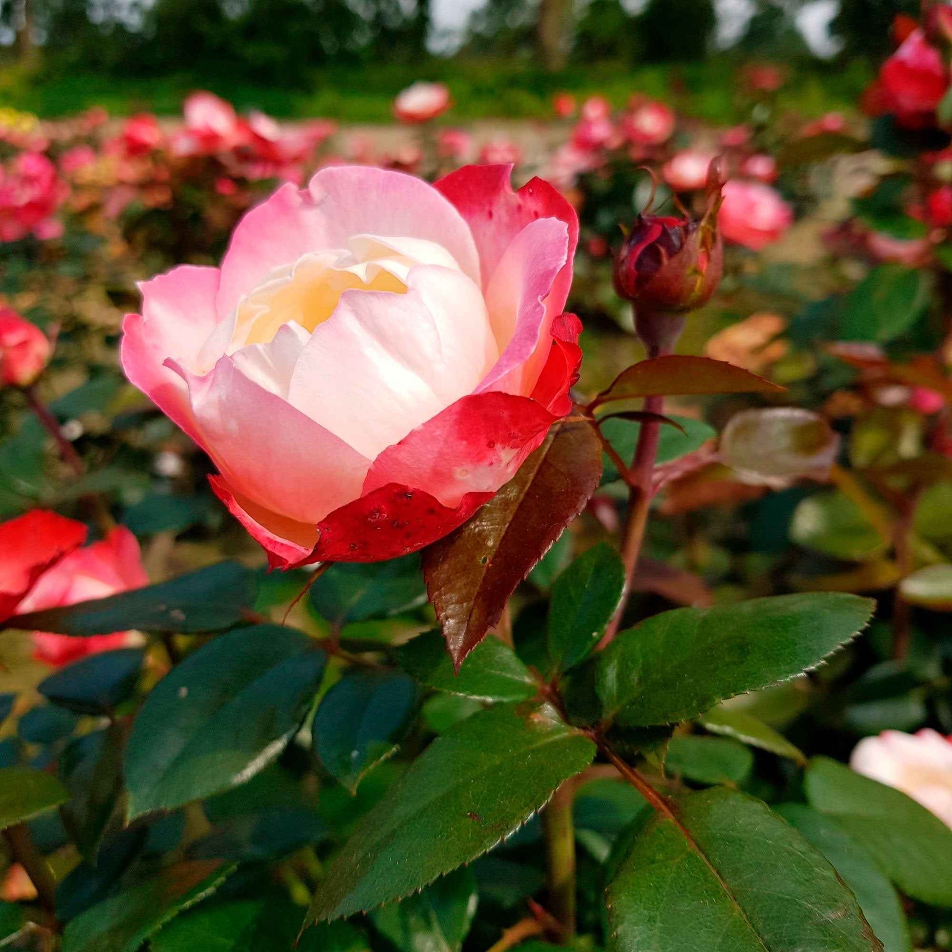 Grootbloemige roos 'Nostalgie' - Rosa nostalgie ® - Tuinplanten