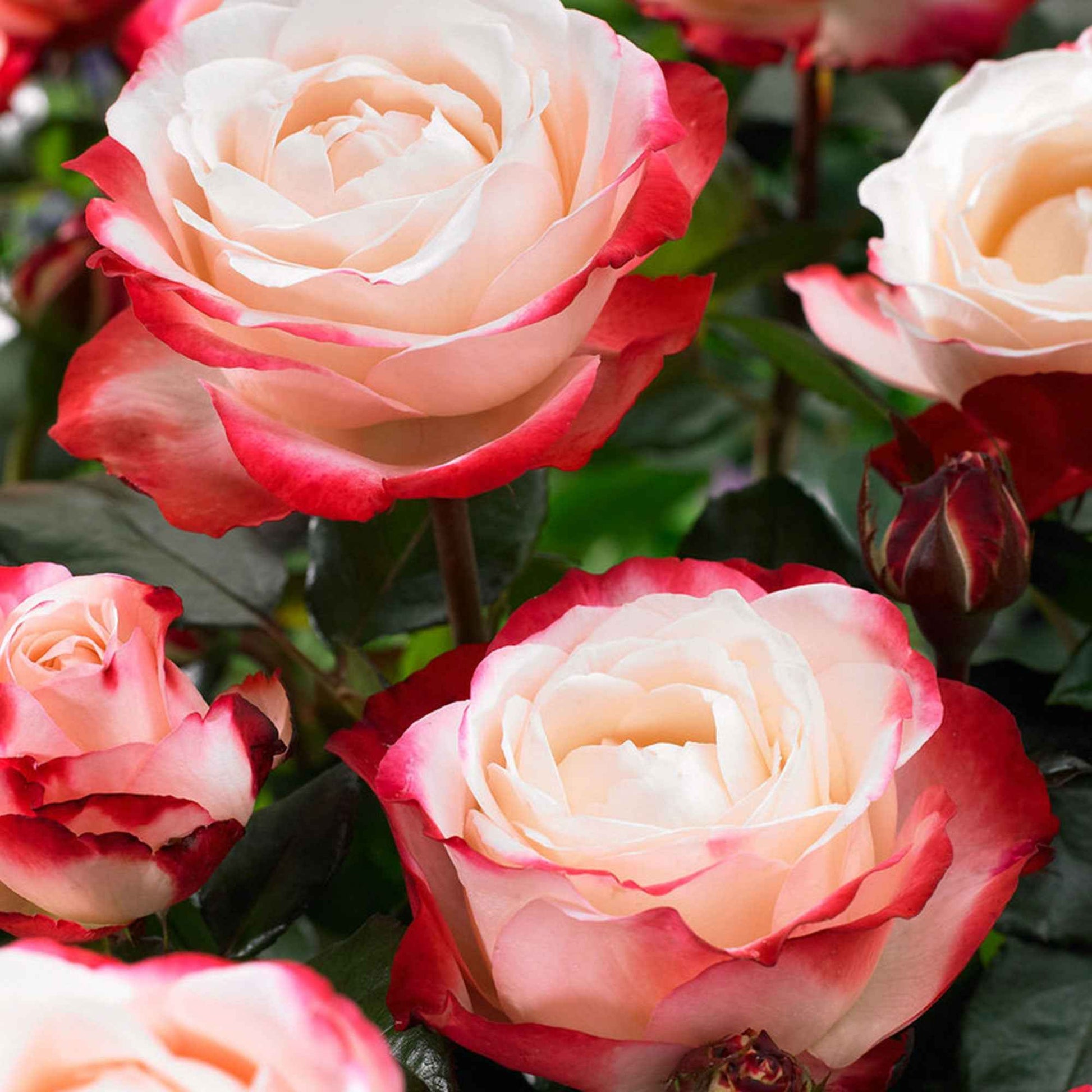 Grootbloemige roos 'Nostalgie' - Rosa nostalgie ® - Plantsoort