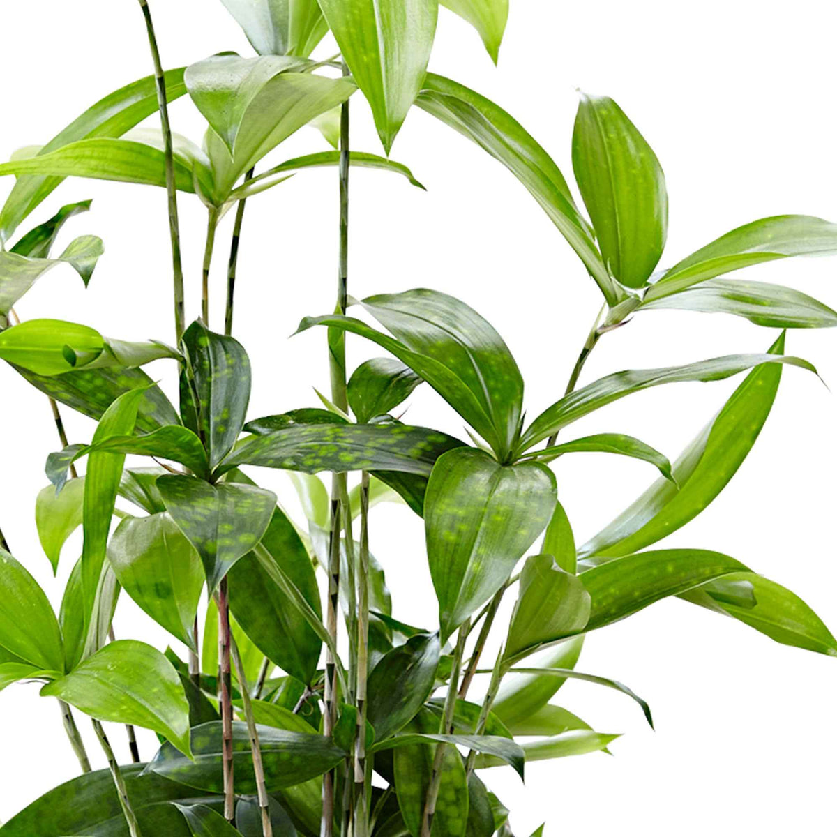 Dracaena surculosa - Drakenbloedboom - Dracaena