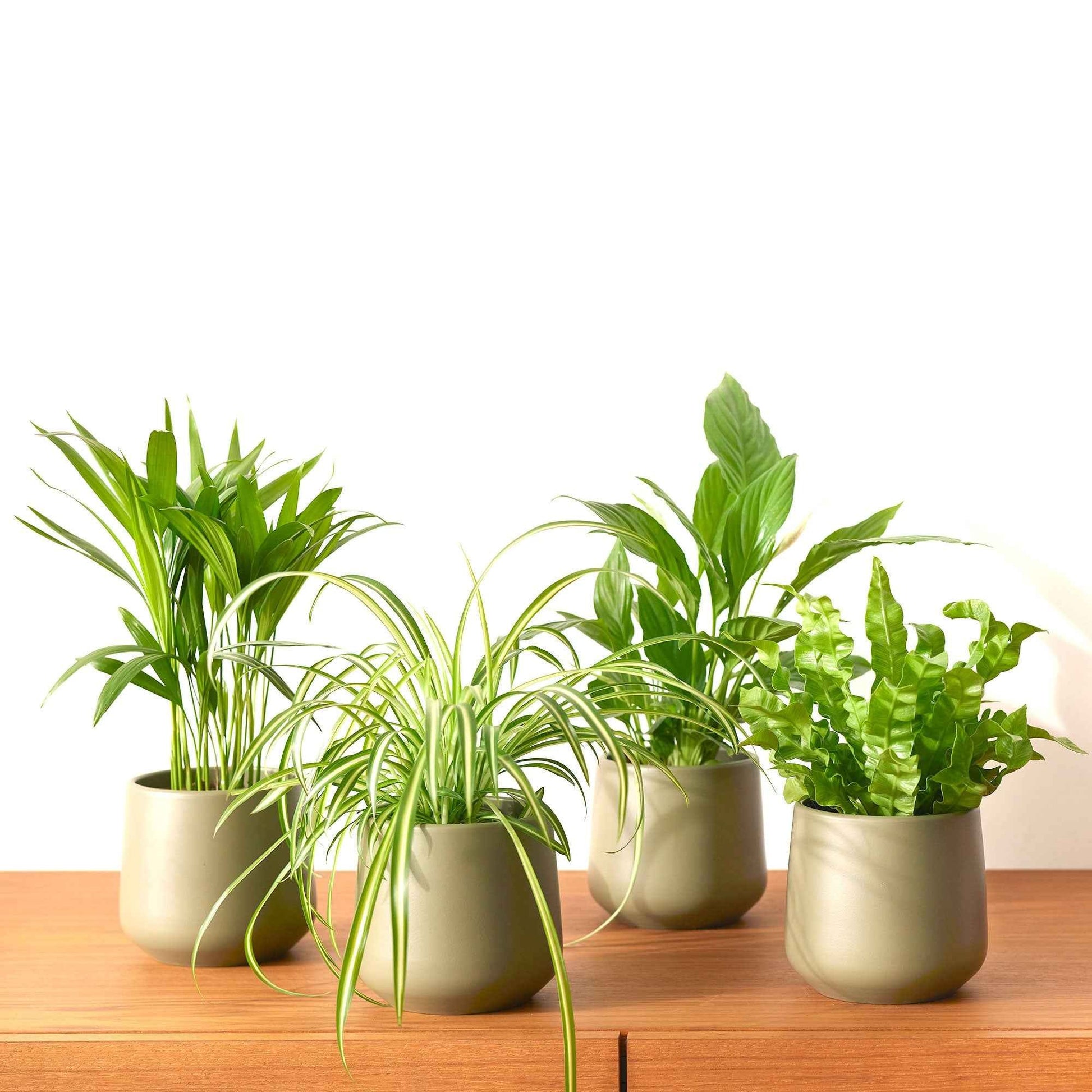 Plant in a Box - Air purifying indoor plants - Mix of 5 pieces - Pot 12 cm - Height 25-40 cm Plant in a Box - Air purifying indoor plants - Mix of 5 pieces - Pot 12 cm - Height 25-40 cm