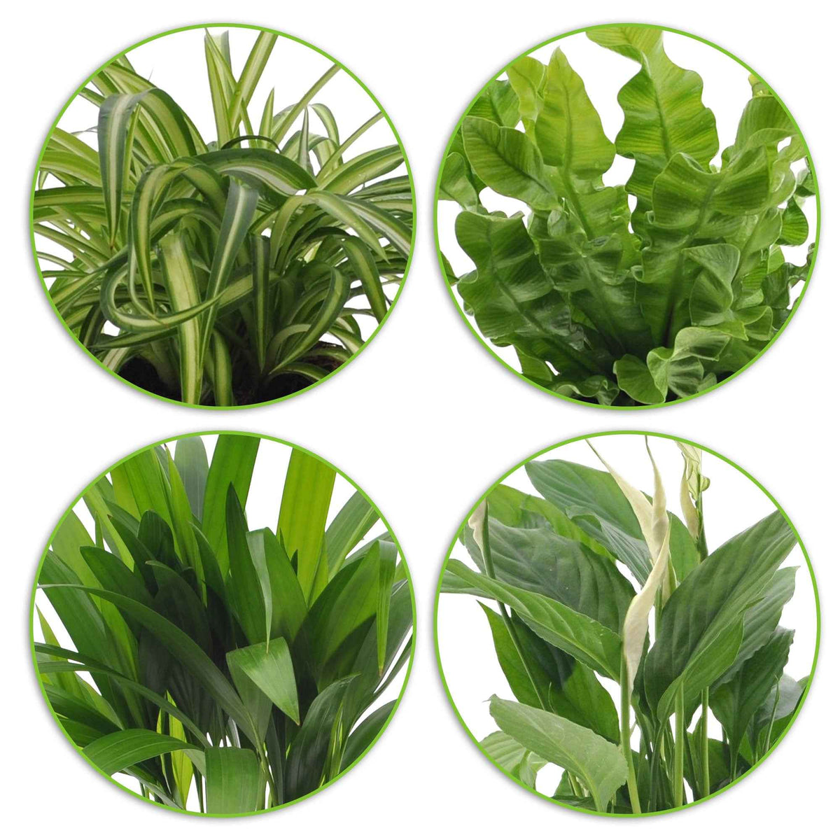 Areca dypsis, chlorophytum 'atlantic', asplenium, spathiphylum - Luchtzuiverende planten Mix (x4) - Chlorophytum -- Graslelie