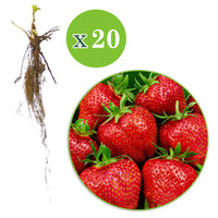 Aardbei 'Gigantella Maxim' (x20) - Fragaria maxim - Kleine fruitbomen