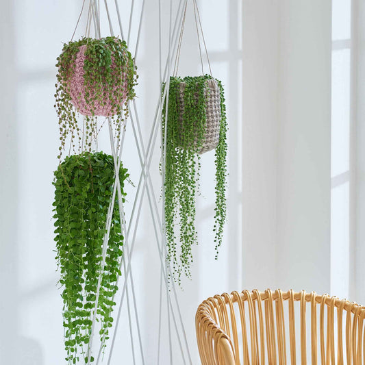 Erwtenplant Senecio herreianus  - Hangplant - Bakker