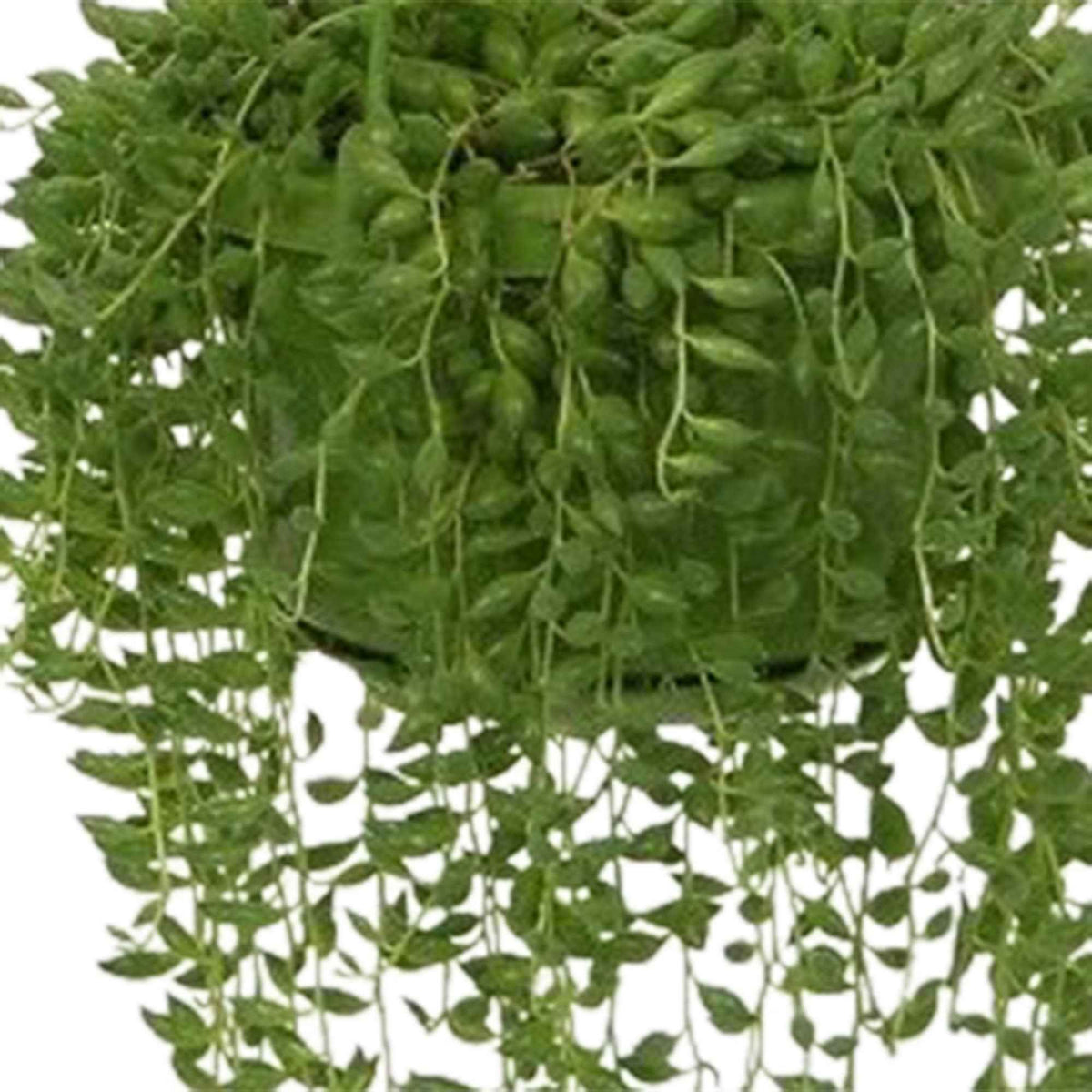 Erwtenplant Senecio herreianus  - Hangplant - Senecio herreianus compositae - Bakker