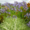 Afrikaanse lelie 'Silver Moon' - Agapanthus silver moon - Tuinplanten