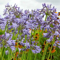 Afrikaanse lelie 'Silver Moon' - Agapanthus silver moon - Heesters en vaste planten