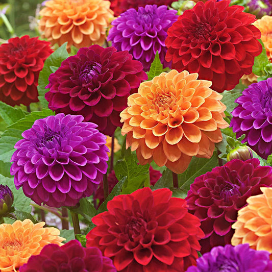 Dahlia Mix 'Origami Honey' (x5) - Bakker