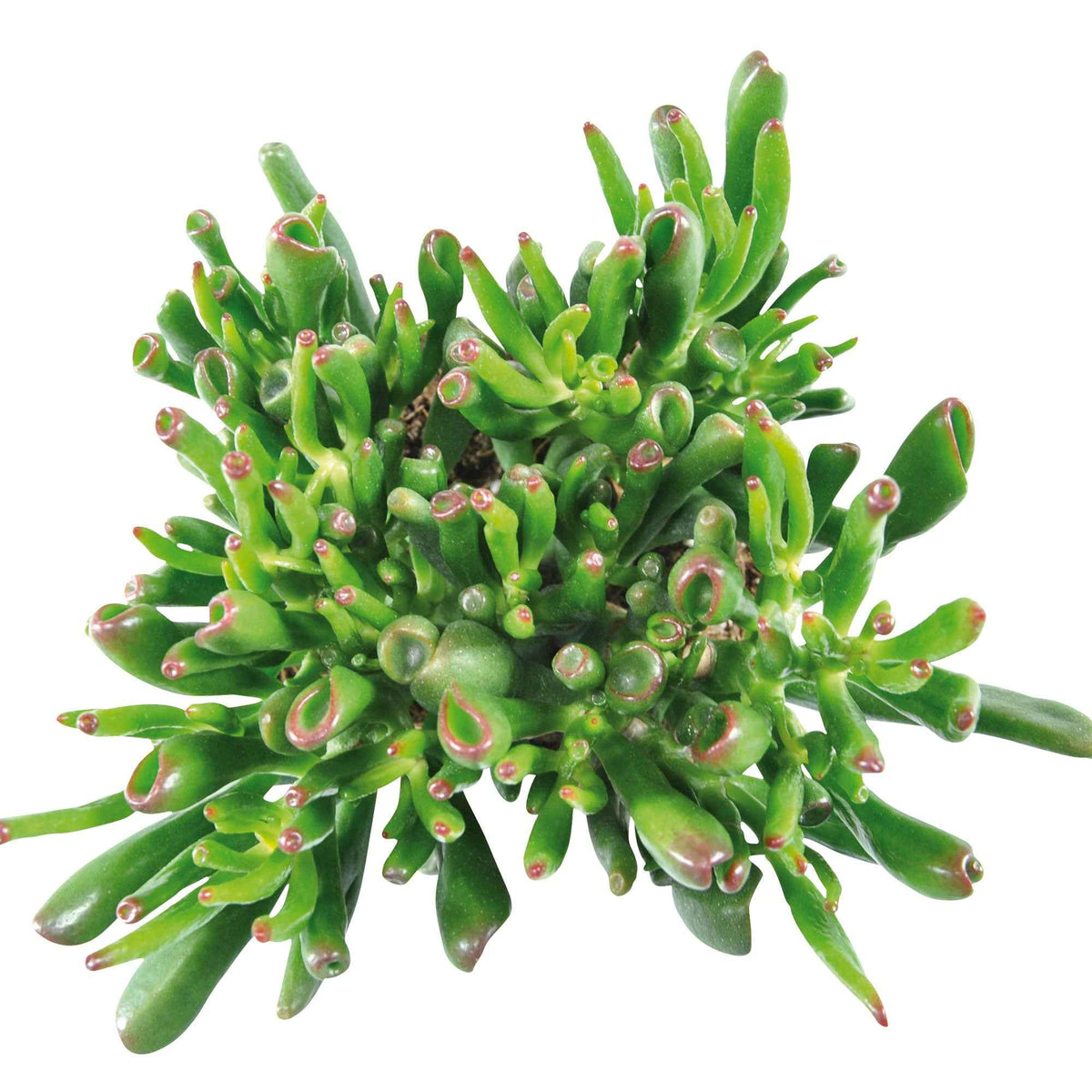 Jadeplant 'Hobbit' - Crassula ovata hobbit - Bakker