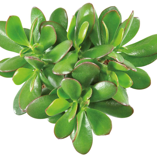 Jadeplant - Bakker