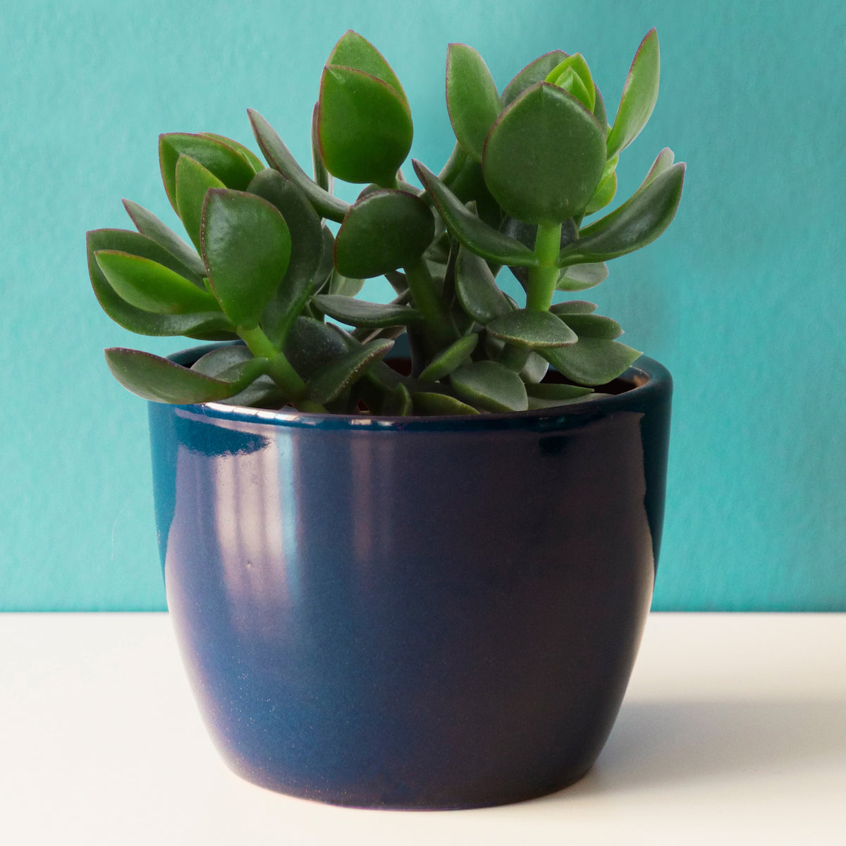 Jadeplant - Crassula ovata argentea - Bakker