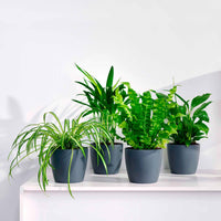 Luchtzuiverende planten incl. Elho sierpotten Antraciet (x4) - Luchtz. plant 4 st - Kamerplanten