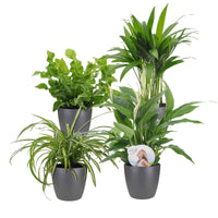 Luchtzuiverende planten incl. Elho sierpotten Antraciet (x4) - Luchtz. plant 4 st - Op soort