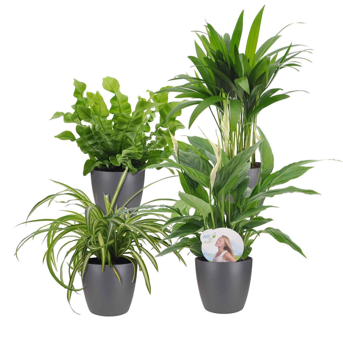 Luchtzuiverende planten incl. Elho sierpotten Antraciet - Luchtz. plant 4 st - Bakker
