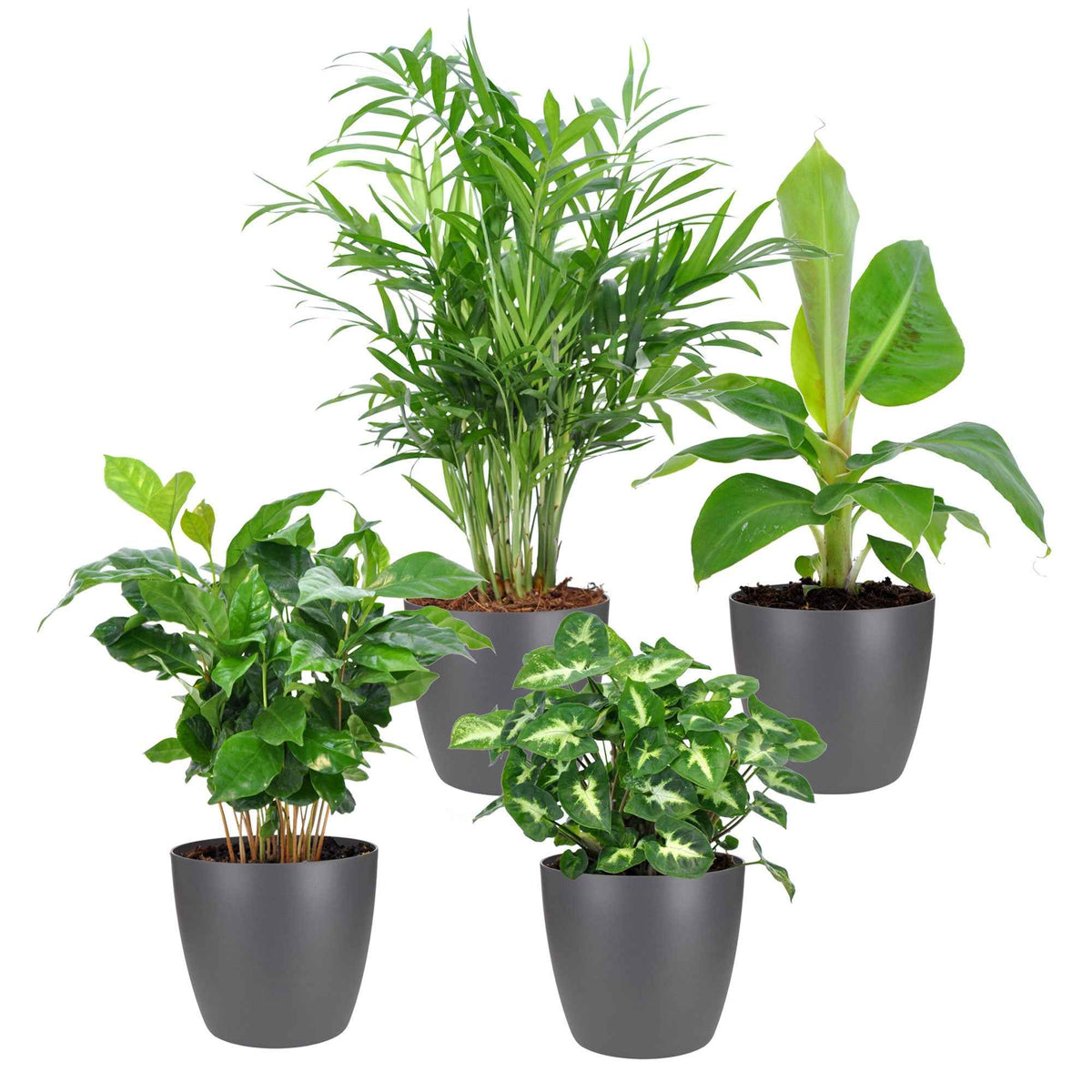 Tropische kamerplanten Mix incl. Elho sierpotten Antraciet - Chamaedorea, Syngonium, Musa, Coffea 'Fresh' - Bakker