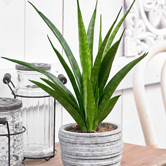 Vrouwentong 'Friends' - Sansevieria kirkii friends - Kamerplanten