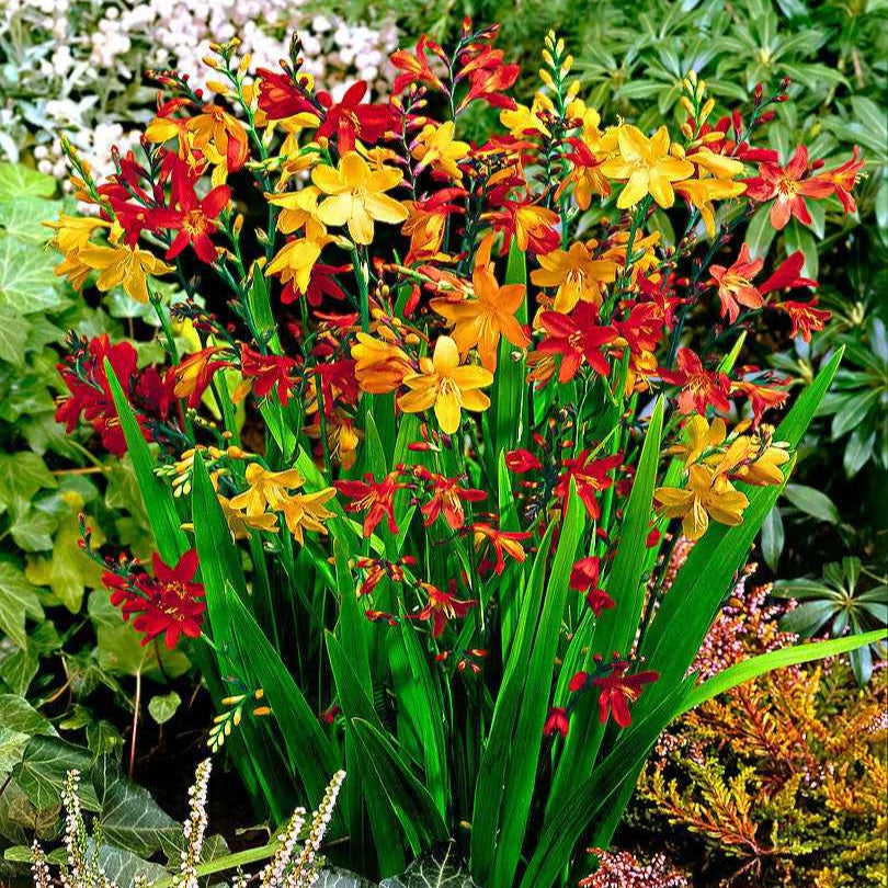 Crocosmia Mix (x30) - Crocosmia - Bakker