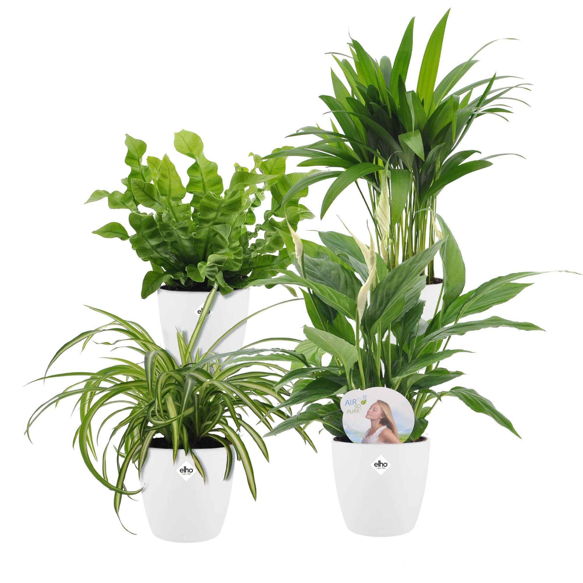 Luchtzuiverende planten incl. Elho sierpotten Wit - Dypsis, Chlorophytum, Asplenium, Spathiphyllum - Bakker