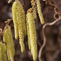 Kronkelhazelaar 'Contorta' - Corylus avellana 'contorta' - Heesters en vaste planten