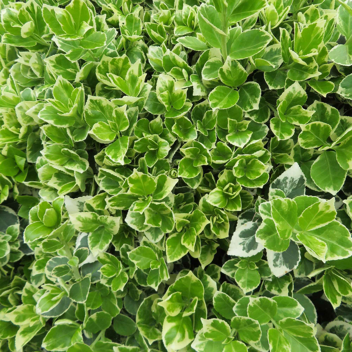 Euonymus fortunei emerald gaiety - Kardinaalsmuts 'Emerald Gaiety' - Bloeiende heesters