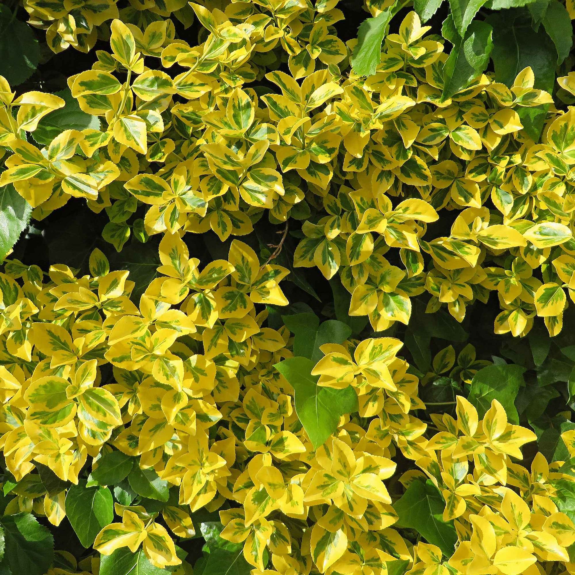 Kardinaalsmuts 'Emerald Gold' (x3) - Euonymus fortunei 'emerald and gold' - Heesters en vaste planten