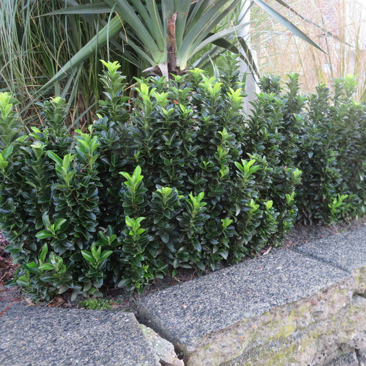 Japanse kardinaalsmuts 'Green Spire' - Bakker