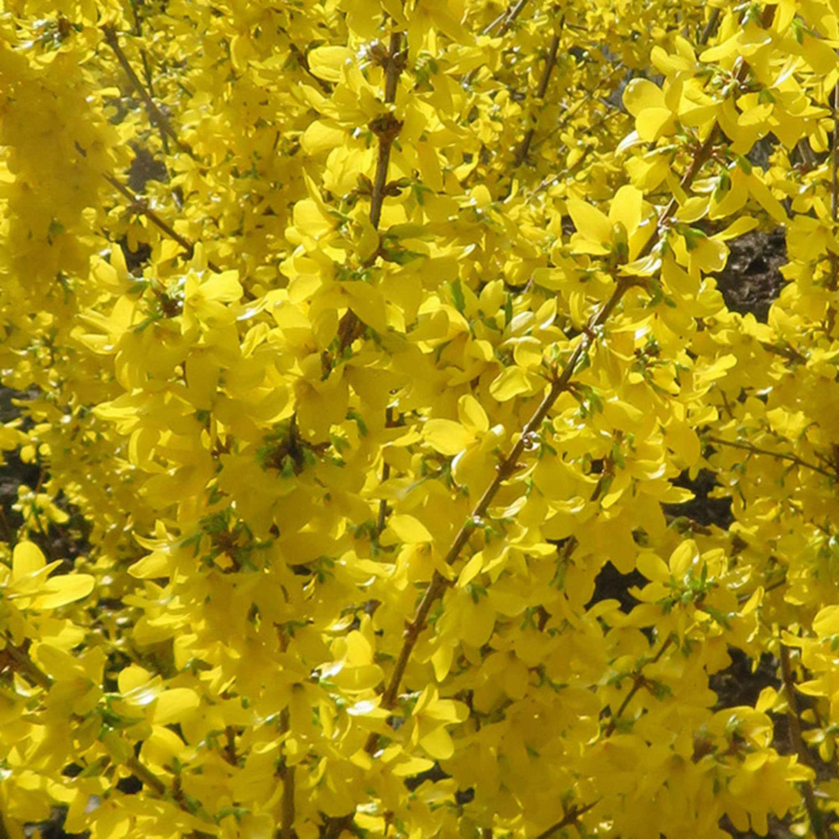 Chinees klokje 'Mikador' - Forsythia x intermedia 'mikador' - Bakker