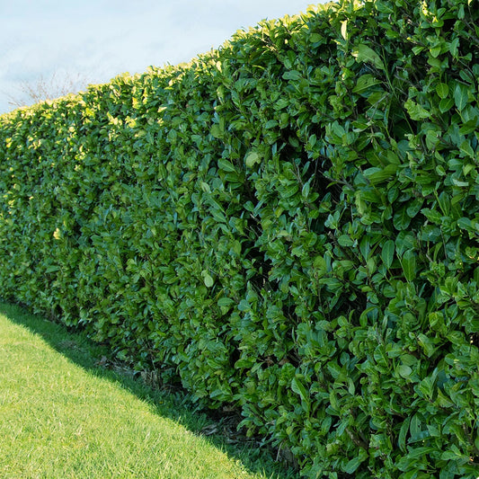 Laurierkers 'Caucasica' - Bakker