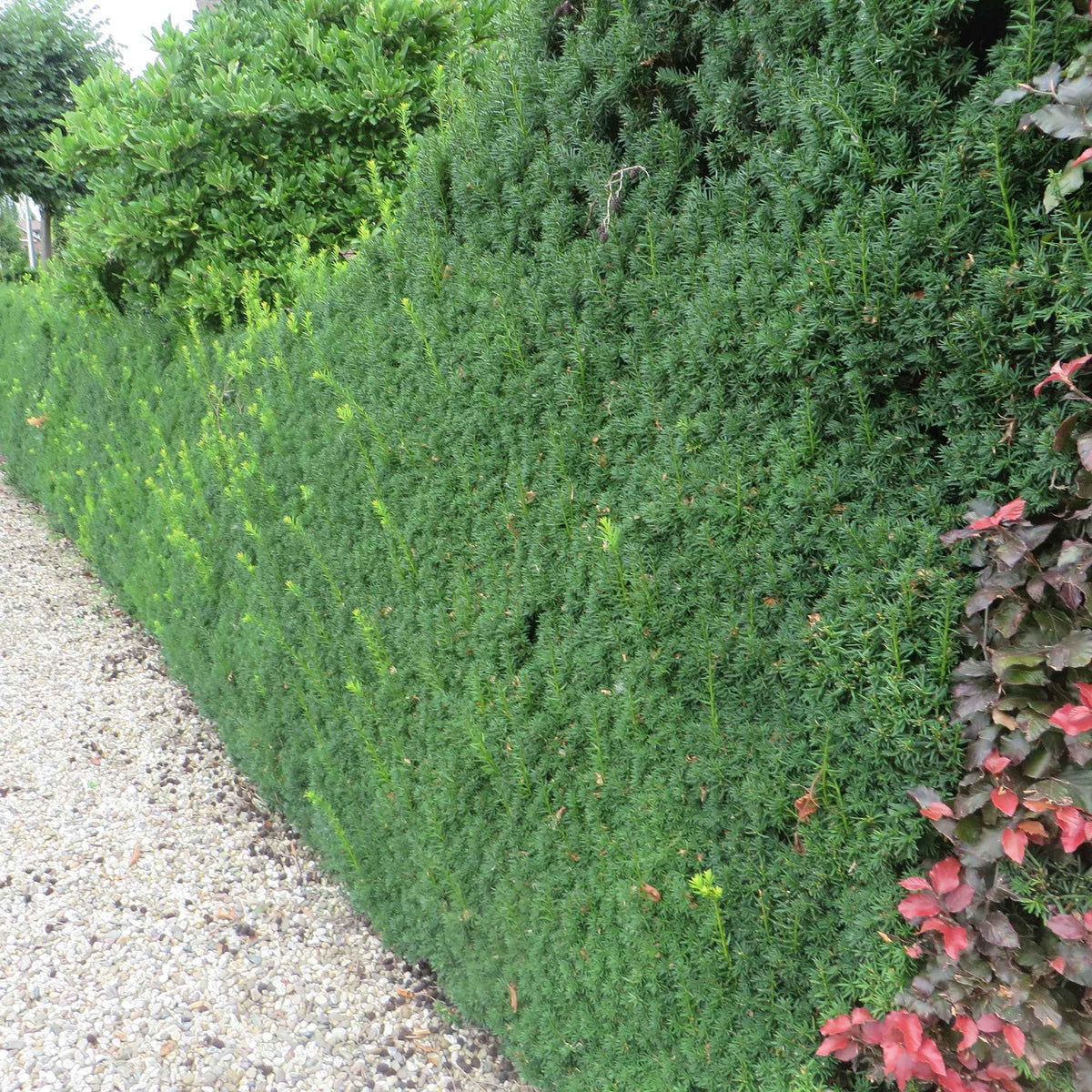 Taxus 'Hicksii' 9cm pot - Bakker