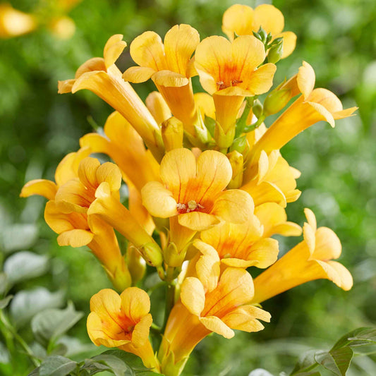 Trompetbloem 'Yellow Trumpet' - Campsis radicans yellow trumpet - Tuinplanten