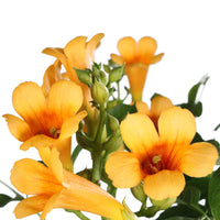 Trompetbloem 'Yellow Trumpet' - Campsis radicans yellow trumpet - Heesters en vaste planten