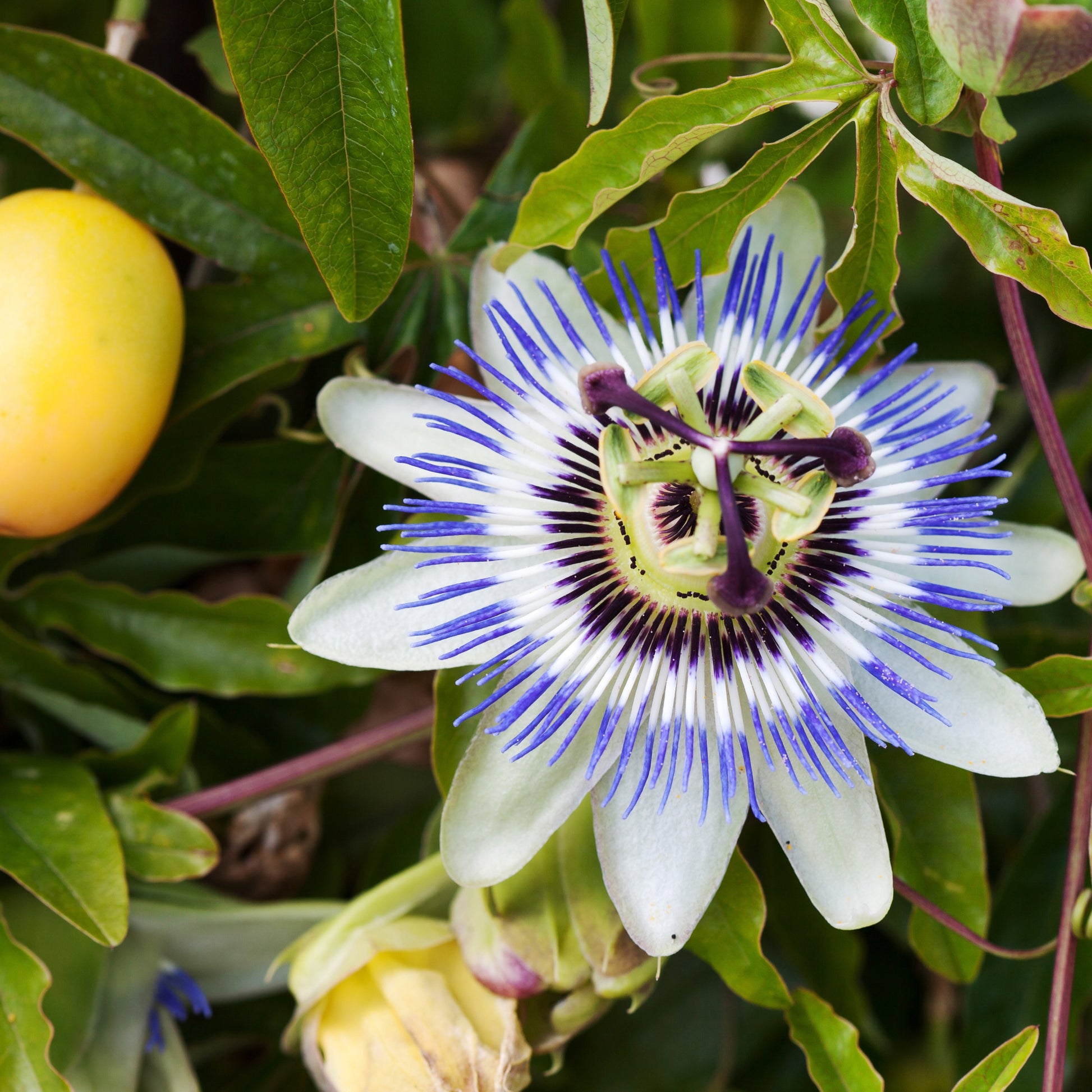 Passiebloem 2 Liter pot - Passiebloem - Bakker