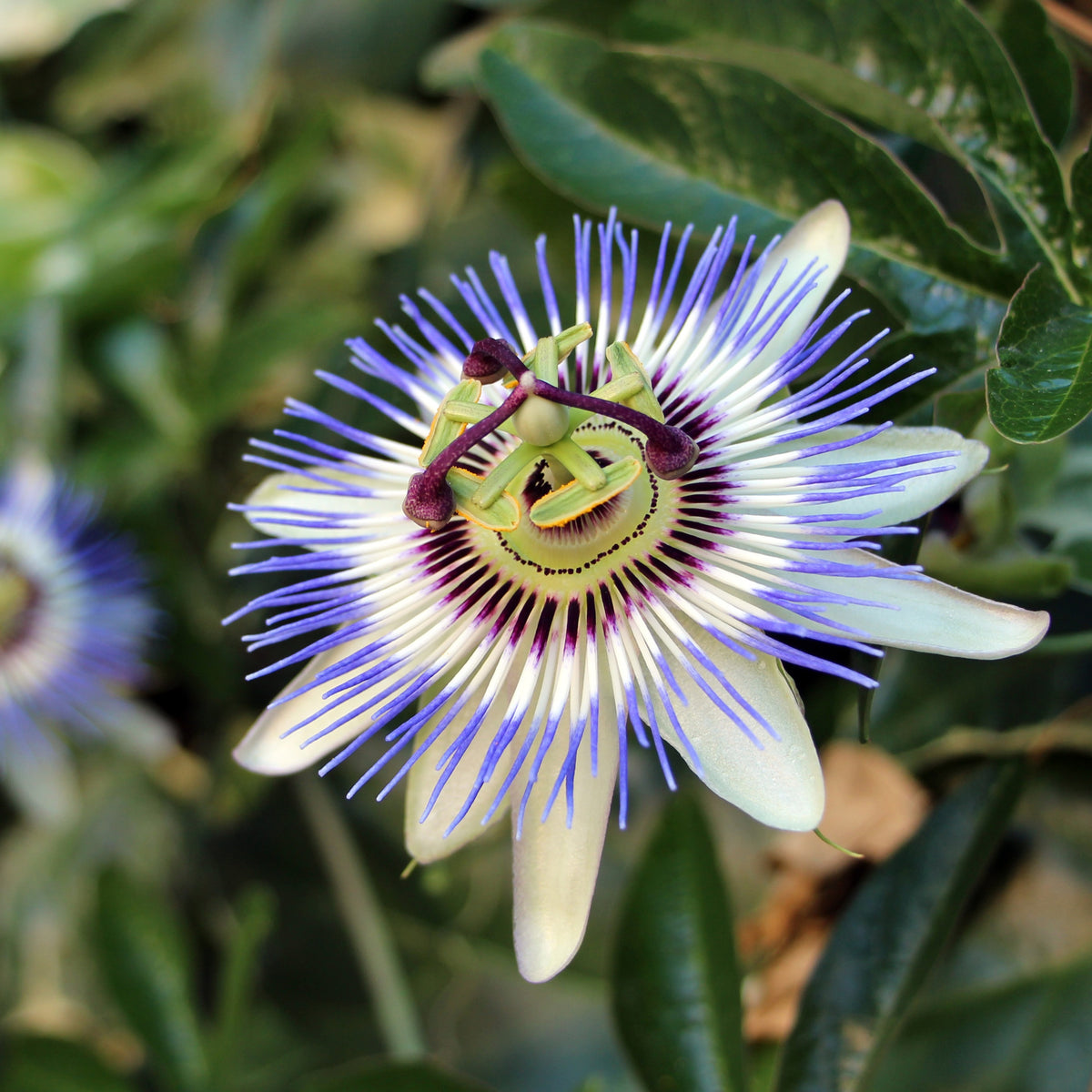 Passiebloem - Passiebloem 2 Liter pot - Passiflora caerulea
