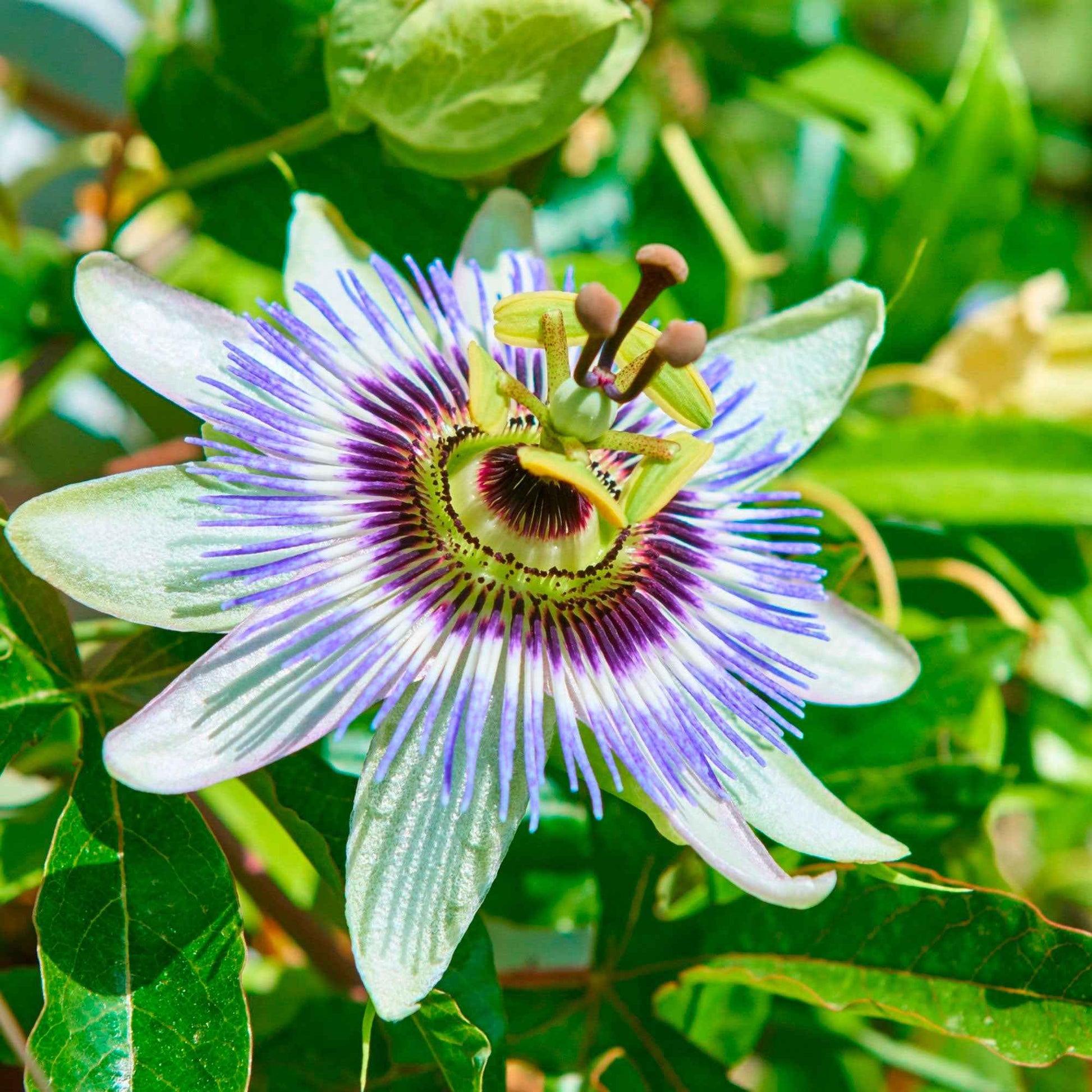 Passiebloem - Passiflora caerulea - Heesters en vaste planten