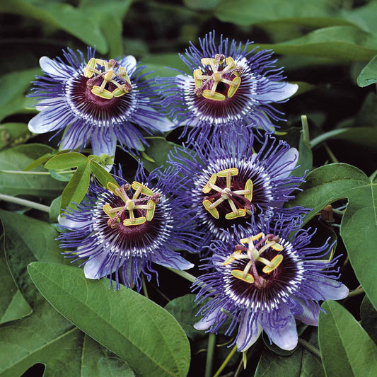 Passiebloem - Passiebloem 'Purple Rain' - Passiflora purple rain