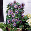 Passiebloem 'Purple Rain' - Passiflora purple rain - Heesters en vaste planten