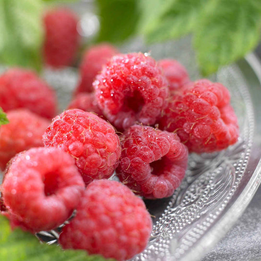 Framboos 'Malling Promise' - Rubus idaeus 'malling promise' - Fruit